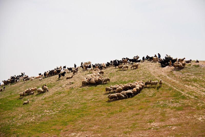 Discovering Shepherd’s Field